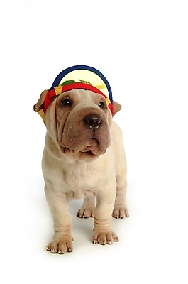 포토 JPG 스튜디오촬영 동물 척추동물 모자 한마리 육지동물 반려견 장신구 포유류 사람없음 장식 반려동물 머리띠 개 강아지 애견용품 반려 샤페이 국내포토 반려용품 1 잡화 실내 오브젝트 파일형식