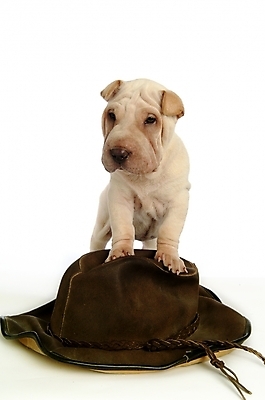 포토 JPG 스튜디오촬영 동물 척추동물 모자 한마리 육지동물 반려견 포유류 사람없음 반려동물 개 강아지 반려 샤페이 국내포토 1 잡화 실내 파일형식