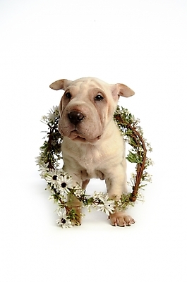 포토 JPG 스튜디오촬영 식물 동물 척추동물 한마리 육지동물 반려견 포유류 사람없음 반려동물 화환 개 강아지 꽃목걸이 반려 샤페이 국내포토 1 꽃 목걸이 실내 파일형식