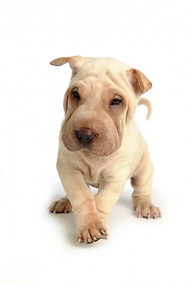 포토 JPG 스튜디오촬영 동물 척추동물 한마리 육지동물 반려견 포유류 사람없음 반려동물 개 강아지 반려 샤페이 국내포토 1 실내 파일형식