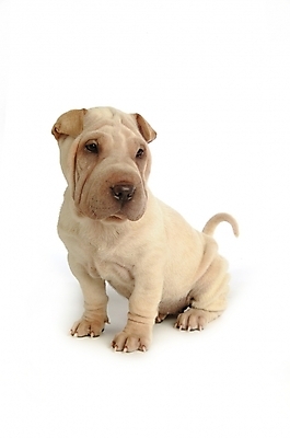 포토 JPG 스튜디오촬영 동물 척추동물 한마리 육지동물 반려견 포유류 사람없음 반려동물 개 강아지 반려 샤페이 국내포토 1 실내 파일형식