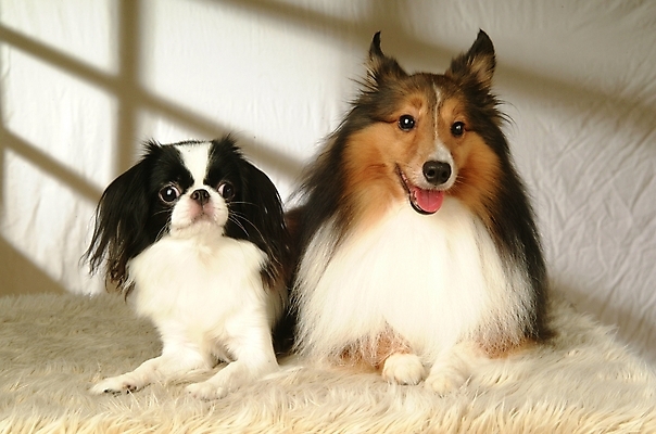 포토 JPG 동물 척추동물 육지동물 반려견 두마리 포유류 실내 사람없음 반려동물 카펫 개 강아지 재퍼니스친 반려 셔틀랜드쉽독 셔틀랜드시프도그 국내포토 2 내부 파일형식