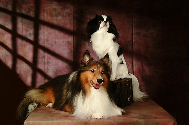 포토 JPG 나무 식물 동물 척추동물 육지동물 반려견 두마리 포유류 실내 사람없음 반려동물 개 강아지 재퍼니스친 반려 셔틀랜드쉽독 셔틀랜드시프도그 국내포토 2 내부 파일형식