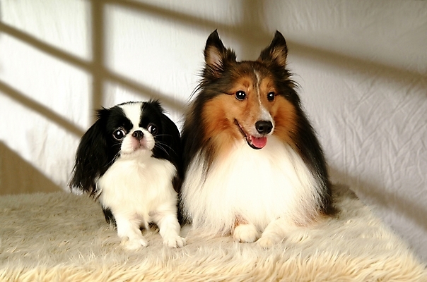 포토 JPG 동물 척추동물 육지동물 반려견 두마리 포유류 실내 사람없음 반려동물 카펫 개 강아지 재퍼니스친 반려 셔틀랜드쉽독 셔틀랜드시프도그 국내포토 2 내부 파일형식