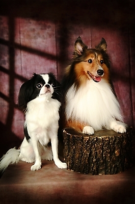 포토 JPG 나무 식물 동물 척추동물 육지동물 반려견 두마리 포유류 실내 사람없음 반려동물 개 강아지 재퍼니스친 반려 셔틀랜드쉽독 셔틀랜드시프도그 국내포토 2 내부 파일형식