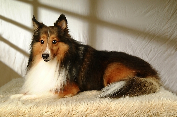 포토 JPG 동물 척추동물 육지동물 반려견 포유류 실내 사람없음 반려동물 카펫 개 강아지 반려 셔틀랜드쉽독 셔틀랜드시프도그 국내포토 내부 파일형식