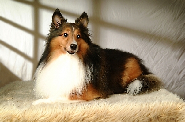 포토 JPG 동물 척추동물 한마리 육지동물 반려견 포유류 실내 사람없음 반려동물 카펫 개 강아지 반려 셔틀랜드쉽독 셔틀랜드시프도그 국내포토 1 내부 파일형식