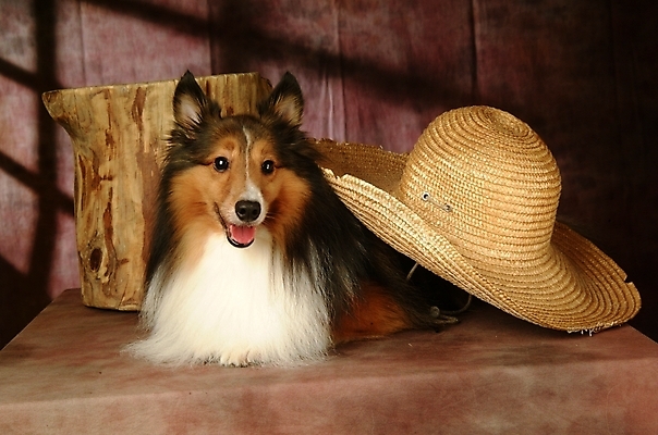 포토 JPG 나무 식물 동물 척추동물 모자 한마리 육지동물 반려견 포유류 실내 사람없음 반려동물 개 강아지 밀짚모자 반려 셔틀랜드쉽독 셔틀랜드시프도그 국내포토 모자_잡화 1 잡화 내부 파일형식