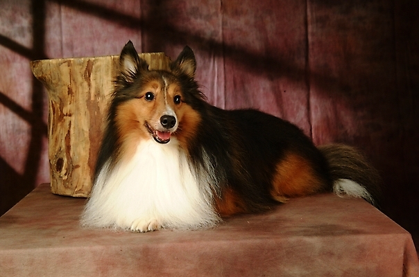 포토 JPG 나무 식물 동물 척추동물 한마리 육지동물 반려견 포유류 실내 사람없음 반려동물 개 강아지 반려 셔틀랜드쉽독 셔틀랜드시프도그 국내포토 1 내부 파일형식