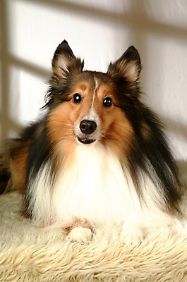 포토 JPG 동물 척추동물 한마리 육지동물 반려견 포유류 실내 사람없음 반려동물 개 강아지 반려 셔틀랜드쉽독 셔틀랜드시프도그 국내포토 1 내부 파일형식