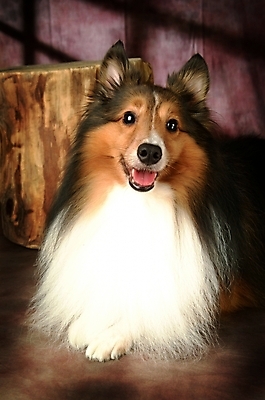 포토 JPG 나무 식물 동물 척추동물 한마리 육지동물 반려견 포유류 실내 사람없음 반려동물 개 강아지 반려 셔틀랜드쉽독 셔틀랜드시프도그 국내포토 1 내부 파일형식