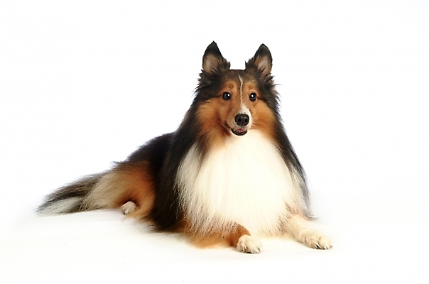 포토 JPG 스튜디오촬영 동물 척추동물 한마리 육지동물 반려견 포유류 사람없음 반려동물 개 강아지 반려 셔틀랜드쉽독 국내포토 1 실내 파일형식