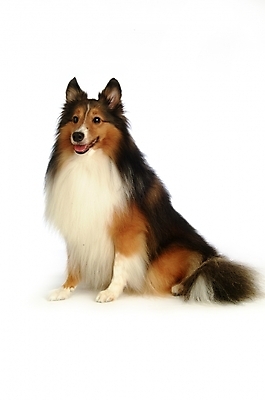 포토 JPG 스튜디오촬영 동물 척추동물 한마리 육지동물 반려견 포유류 사람없음 반려동물 개 강아지 반려 셔틀랜드쉽독 셔틀랜드시프도그 국내포토 1 실내 파일형식