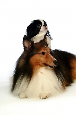 포토 JPG 스튜디오촬영 동물 척추동물 육지동물 반려견 두마리 포유류 사람없음 반려동물 개 강아지 시츄 반려 셔틀랜드쉽독 셔틀랜드시프도그 국내포토 2 실내 파일형식