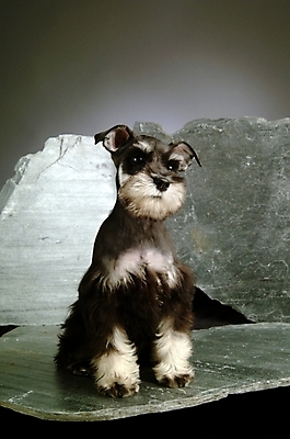 포토 JPG 동물 척추동물 한마리 육지동물 반려견 포유류 실내 사람없음 반려동물 돌_바위 개 강아지 슈나우저 미니어처슈나우져 반려 국내포토 1 내부 파일형식