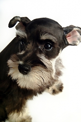 포토 JPG 스튜디오촬영 동물 척추동물 한마리 육지동물 반려견 포유류 사람없음 반려동물 개 강아지 슈나우저 미니어처슈나우져 반려 국내포토 1 실내 파일형식