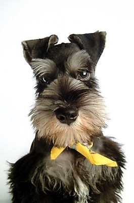 포토 JPG 스튜디오촬영 동물 척추동물 한마리 육지동물 반려견 포유류 사람없음 장식 반려동물 스카프 목도리 개 강아지 슈나우저 미니어처슈나우져 반려 국내포토 1 잡화 실내 파일형식