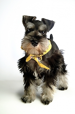 포토 JPG 스튜디오촬영 동물 척추동물 한마리 육지동물 반려견 포유류 사람없음 장식 반려동물 스카프 목도리 개 강아지 슈나우저 미니어처슈나우져 반려 국내포토 1 잡화 실내 파일형식