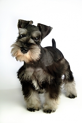 포토 JPG 스튜디오촬영 동물 척추동물 한마리 육지동물 반려견 포유류 사람없음 반려동물 개 강아지 슈나우저 미니어처슈나우져 반려 국내포토 1 실내 파일형식