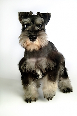 포토 JPG 스튜디오촬영 동물 척추동물 한마리 육지동물 반려견 포유류 사람없음 반려동물 개 강아지 슈나우저 미니어처슈나우져 반려 국내포토 1 실내 파일형식