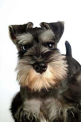 포토 JPG 스튜디오촬영 동물 척추동물 한마리 육지동물 반려견 포유류 사람없음 반려동물 개 강아지 슈나우저 미니어처슈나우져 반려 국내포토 1 실내 파일형식