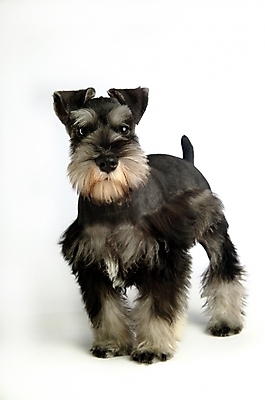 포토 JPG 스튜디오촬영 동물 척추동물 한마리 육지동물 반려견 포유류 사람없음 반려동물 개 강아지 슈나우저 미니어처슈나우져 반려 국내포토 1 실내 파일형식