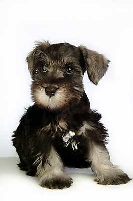 포토 JPG 스튜디오촬영 동물 척추동물 한마리 육지동물 반려견 포유류 사람없음 반려동물 개 강아지 슈나우저 미니어처슈나우져 반려 국내포토 1 실내 파일형식