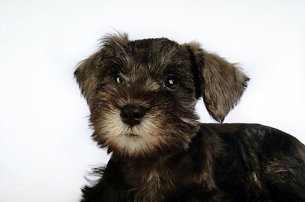 포토 JPG 스튜디오촬영 동물 척추동물 한마리 육지동물 반려견 포유류 사람없음 반려동물 개 강아지 슈나우저 미니어처슈나우져 반려 국내포토 1 실내 파일형식