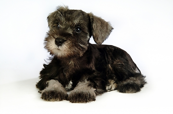 포토 JPG 스튜디오촬영 동물 척추동물 한마리 육지동물 반려견 포유류 사람없음 반려동물 개 강아지 슈나우저 미니어처슈나우져 반려 국내포토 1 실내 파일형식