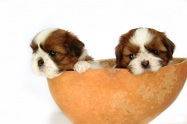 포토 JPG 스튜디오촬영 동물 척추동물 육지동물 반려견 두마리 포유류 사람없음 반려동물 개 강아지 시츄 박 반려 조롱박 국내포토 2 실내 파일형식