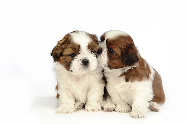 포토 JPG 스튜디오촬영 동물 척추동물 육지동물 반려견 두마리 포유류 사람없음 반려동물 개 강아지 시츄 반려 국내포토 2 실내 파일형식