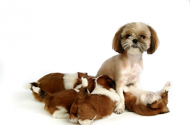 포토 JPG 스튜디오촬영 동물 척추동물 육지동물 반려견 새끼 여러마리 포유류 사람없음 반려동물 개 강아지 시츄 반려 수유 국내포토 다수 실내 파일형식