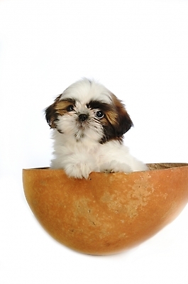 포토 JPG 스튜디오촬영 동물 척추동물 한마리 육지동물 반려견 포유류 사람없음 반려동물 개 강아지 시츄 반려 조롱박 국내포토 1 실내 파일형식