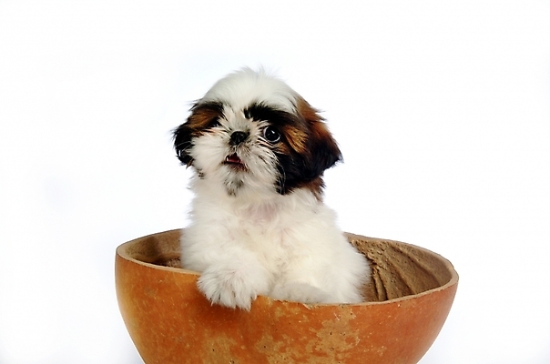 포토 JPG 스튜디오촬영 동물 척추동물 한마리 육지동물 반려견 포유류 사람없음 반려동물 개 강아지 시츄 반려 조롱박 국내포토 1 실내 파일형식