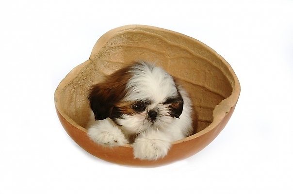 포토 JPG 스튜디오촬영 동물 척추동물 한마리 육지동물 반려견 포유류 사람없음 반려동물 개 강아지 시츄 반려 조롱박 국내포토 1 실내 파일형식