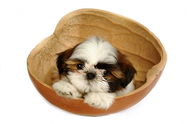 포토 JPG 스튜디오촬영 동물 척추동물 한마리 육지동물 반려견 포유류 사람없음 반려동물 개 강아지 시츄 반려 조롱박 국내포토 1 실내 파일형식