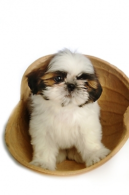 포토 JPG 스튜디오촬영 동물 척추동물 한마리 육지동물 반려견 포유류 사람없음 반려동물 개 강아지 시츄 반려 조롱박 국내포토 1 실내 파일형식