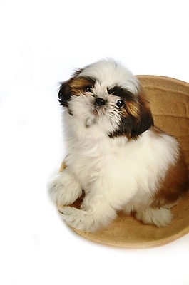 포토 JPG 스튜디오촬영 동물 척추동물 한마리 육지동물 반려견 포유류 사람없음 반려동물 개 강아지 시츄 반려 조롱박 국내포토 1 실내 파일형식