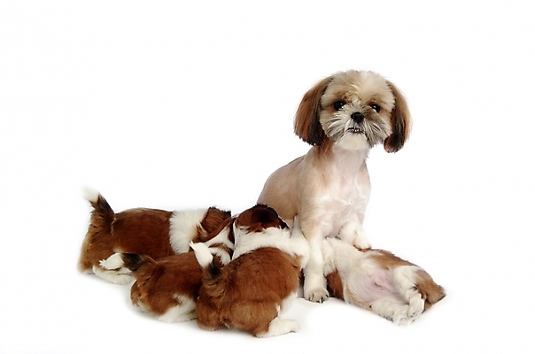 포토 JPG 스튜디오촬영 동물 척추동물 육지동물 반려견 새끼 여러마리 포유류 사람없음 반려동물 개 강아지 시츄 반려 수유 국내포토 다수 실내 파일형식