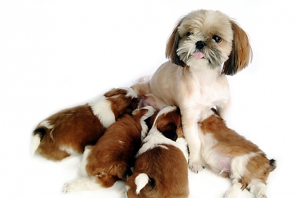 포토 JPG 스튜디오촬영 동물 척추동물 육지동물 반려견 새끼 여러마리 포유류 사람없음 반려동물 개 강아지 시츄 반려 수유 국내포토 다수 실내 파일형식