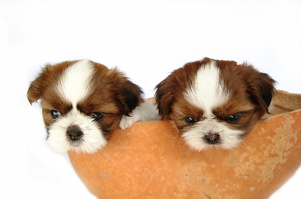 포토 JPG 스튜디오촬영 동물 척추동물 육지동물 반려견 두마리 포유류 사람없음 반려동물 개 강아지 시츄 반려 조롱박 국내포토 2 실내 파일형식