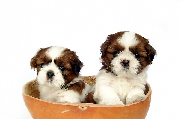 포토 JPG 스튜디오촬영 동물 척추동물 육지동물 반려견 두마리 포유류 사람없음 반려동물 개 강아지 시츄 반려 조롱박 국내포토 2 실내 파일형식