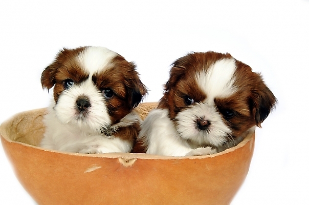 포토 JPG 스튜디오촬영 동물 척추동물 육지동물 반려견 두마리 포유류 사람없음 반려동물 개 강아지 시츄 반려 조롱박 국내포토 2 실내 파일형식