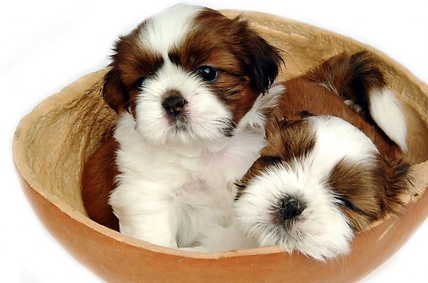 포토 JPG 스튜디오촬영 동물 척추동물 육지동물 반려견 두마리 포유류 사람없음 반려동물 개 강아지 시츄 반려 조롱박 국내포토 2 실내 파일형식