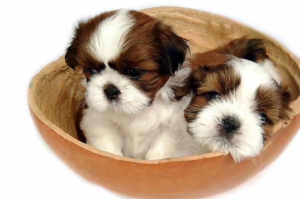 포토 JPG 스튜디오촬영 동물 척추동물 육지동물 반려견 두마리 포유류 사람없음 반려동물 개 강아지 시츄 반려 조롱박 국내포토 2 실내 파일형식