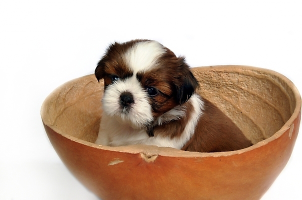 포토 JPG 스튜디오촬영 동물 척추동물 한마리 육지동물 반려견 포유류 사람없음 반려동물 개 강아지 시츄 반려 조롱박 국내포토 1 실내 파일형식