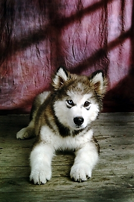 포토 JPG 동물 척추동물 한마리 육지동물 반려견 포유류 실내 사람없음 반려동물 개 강아지 썰매개 알래스칸말라뮤트 말라비 반려 국내포토 1 내부 파일형식