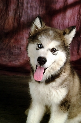 포토 JPG 동물 척추동물 한마리 육지동물 반려견 포유류 실내 사람없음 반려동물 개 강아지 썰매개 알래스칸말라뮤트 말라비 반려 국내포토 1 내부 파일형식