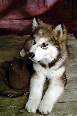 포토 JPG 동물 척추동물 모자 한마리 육지동물 반려견 포유류 실내 사람없음 반려동물 개 강아지 썰매개 알래스칸말라뮤트 말라비 반려 국내포토 1 잡화 내부 파일형식