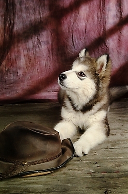 포토 JPG 동물 척추동물 모자 한마리 육지동물 반려견 포유류 실내 사람없음 반려동물 개 강아지 썰매개 알래스칸말라뮤트 말라비 반려 국내포토 1 잡화 내부 파일형식